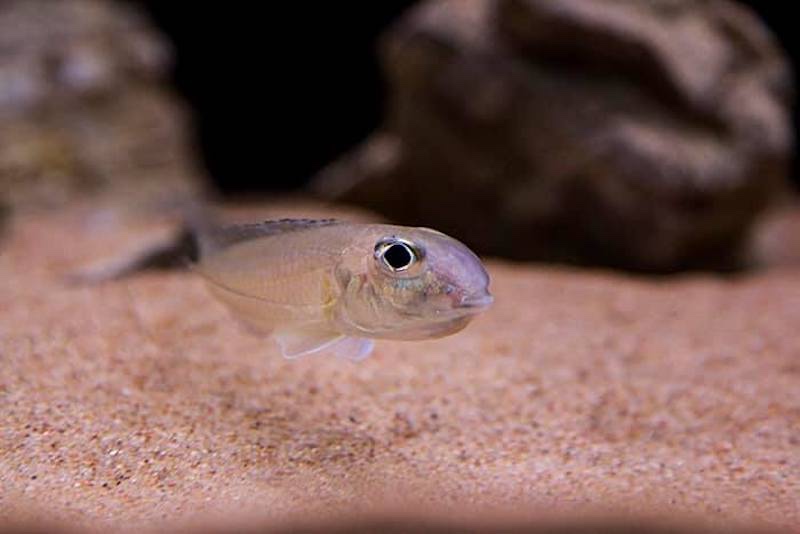 Xenotilapia sp. 'bathyphilus yellow' Isanga Bay